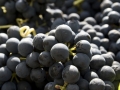 Grape used to make our wines