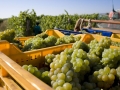 I cesti di uva raccolta diventano tra i migliori vini della zona
