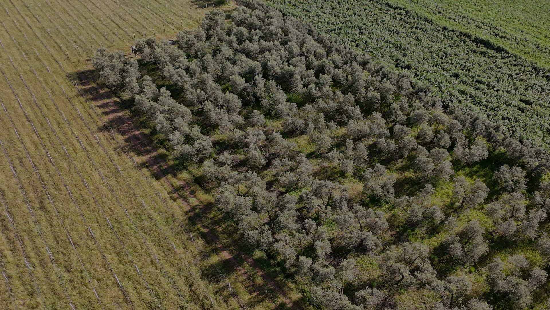 SETTANTANNI DI TRADIZIONE