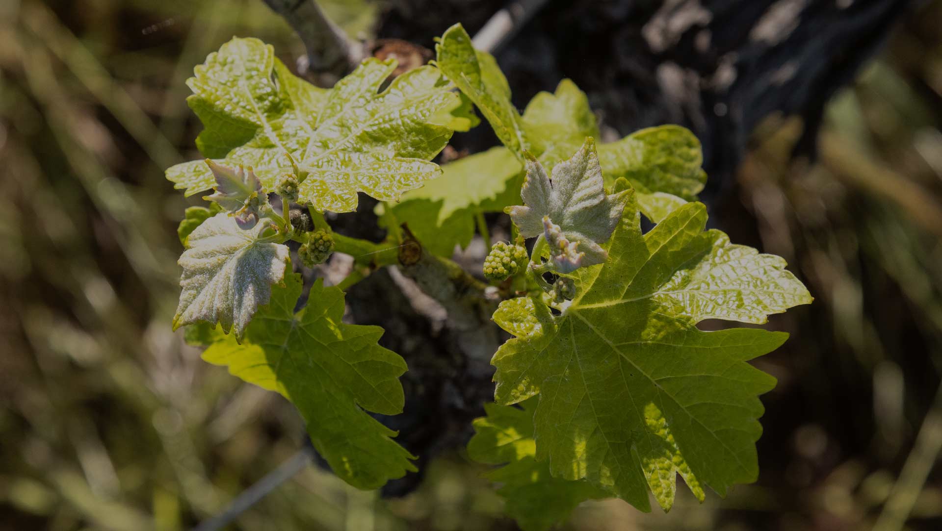 ELEGANZA E INTENSITA’ MEDITERRANEA
