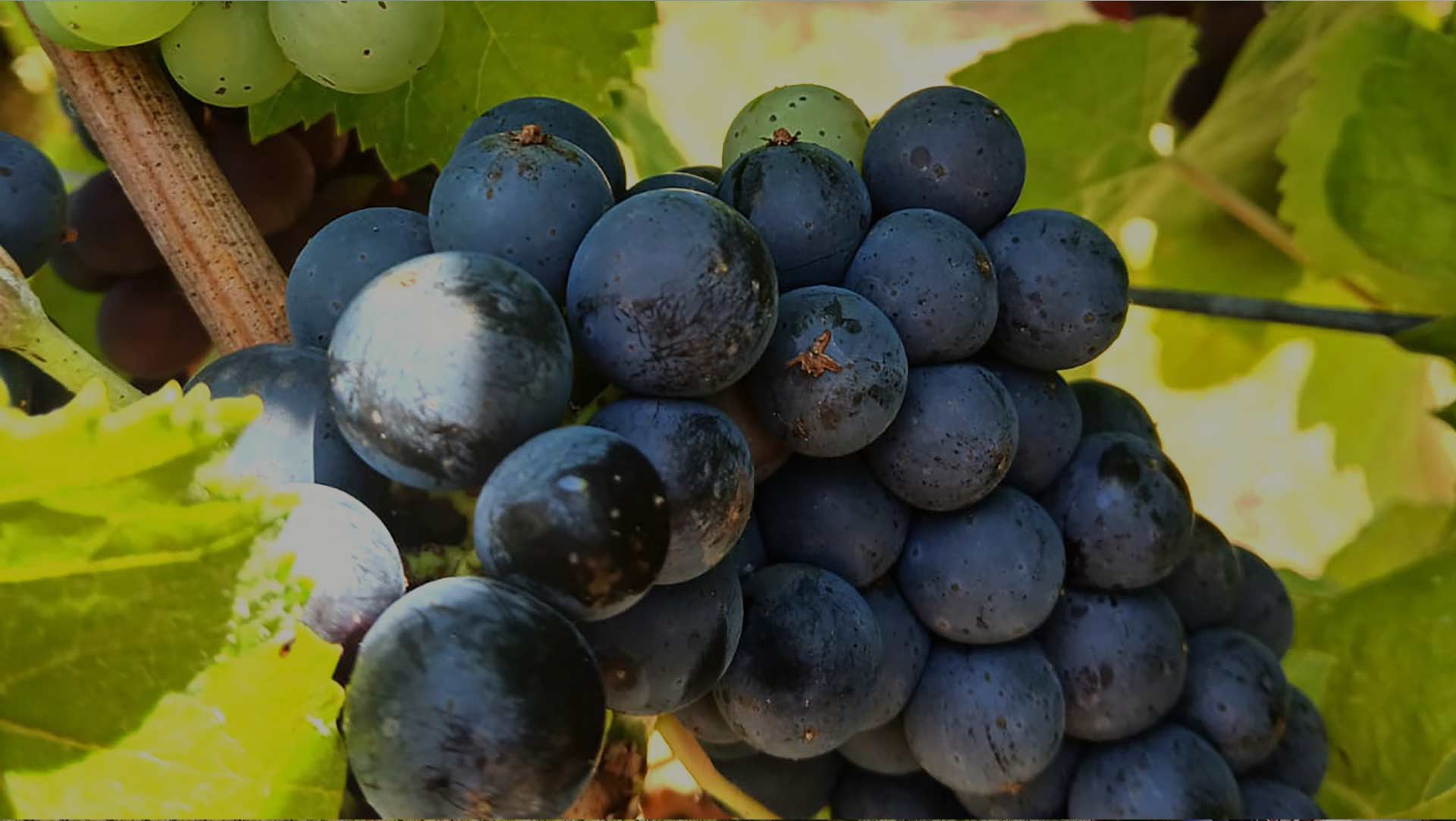 LE UVE DEL PODERE SAN MICHELE