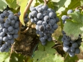 grappoli-uva-scura