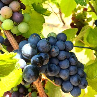 Syrah_grappolo