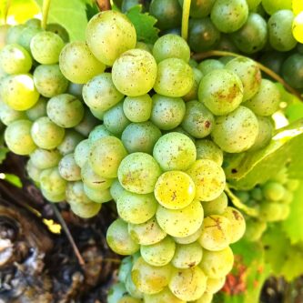 Viognier_grappolo